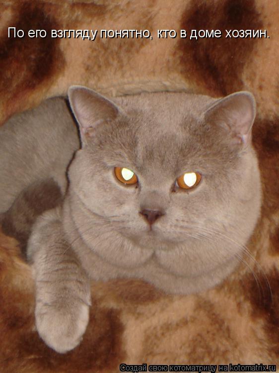 По его взгляду понятно, кто в доме хозяин.... Котоматрица: По его взгляду понятно, кто в доме хозяин.
