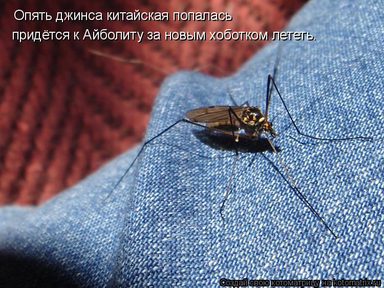Опять джинса китайская попалась придётся к Айболиту за новым хоботком лететь.... Котоматрица: Опять джинса китайская попалась придётся к Айболиту за новым хоботком лететь.