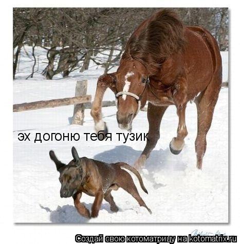 эх догоню тебя тузик... Котоматрица: эх догоню тебя тузик