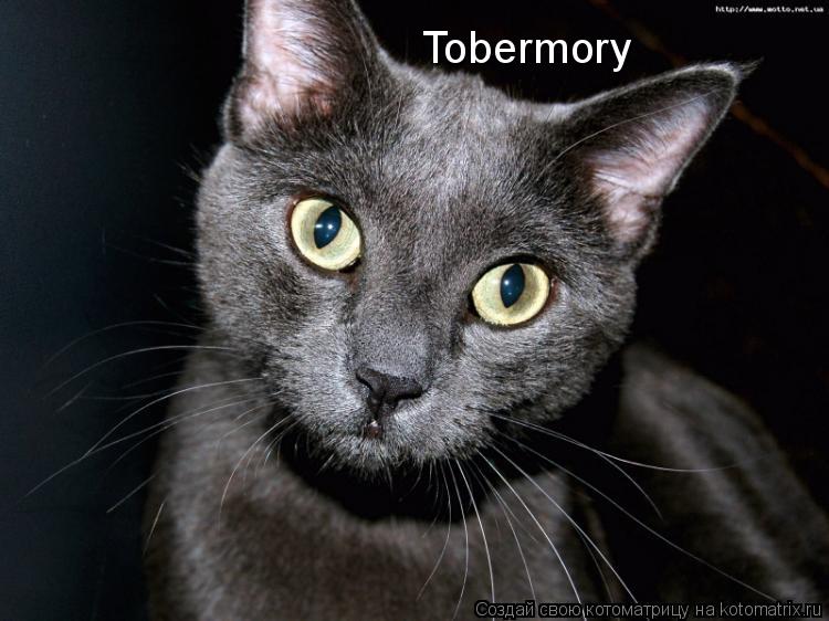Tobermory... Котоматрица: Tobermory