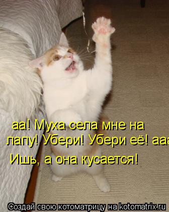 аа! Муха села мне на лапу! Убери! Убери её! ааааа! Ишь, а она кусается!... Котоматрица: аа! Муха села мне на лапу! Убери! Убери её! ааааа! Ишь, а она кусается!