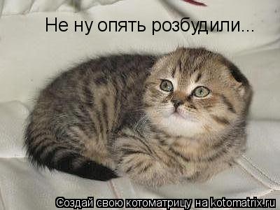 Котоматрица: Не ну опять розбудили...