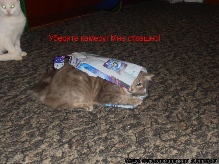 Котоматрица: Уберите камеру! Мне страшно!