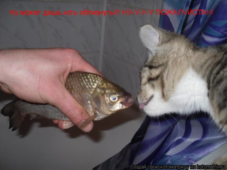Котоматрица: Ну может дашь хоть облизнуть!!! НУ-У-У-У ПОЖАЛУЙСТА!!!