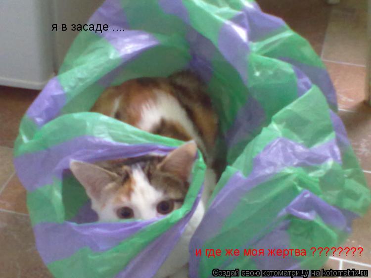 я в засаде .... и где же моя жертва ????????... Котоматрица: я в засаде .... и где же моя жертва ????????
