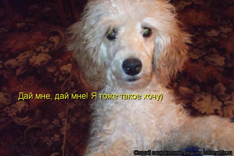 Котоматрица: Дай мне, дай мне! Я тоже такое хочу)