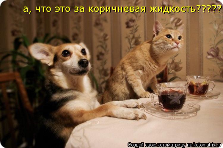 Котоматрица: ээээээээээ, а это вы чёё ????? а, что это за коричневая жидкость?????