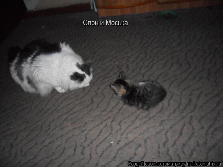 Котоматрица: Слон и Моська