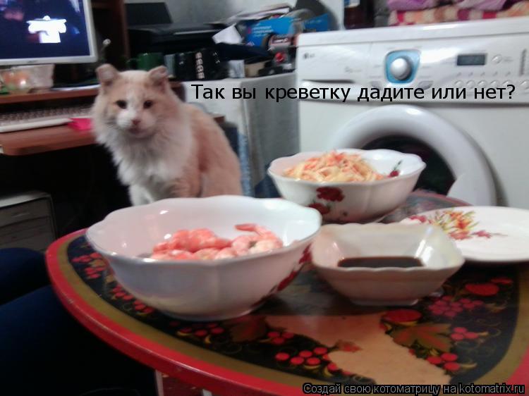Котоматрица: Так вы креветку дадите или нет?