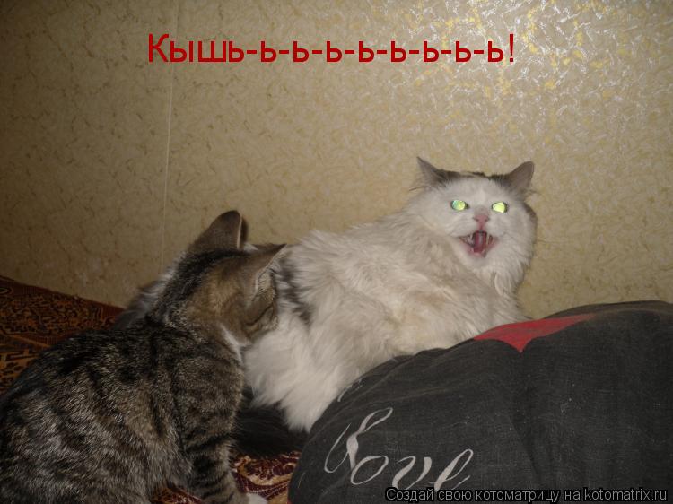 Котоматрица: Кышь-ь-ь-ь-ь-ь-ь-ь-ь!