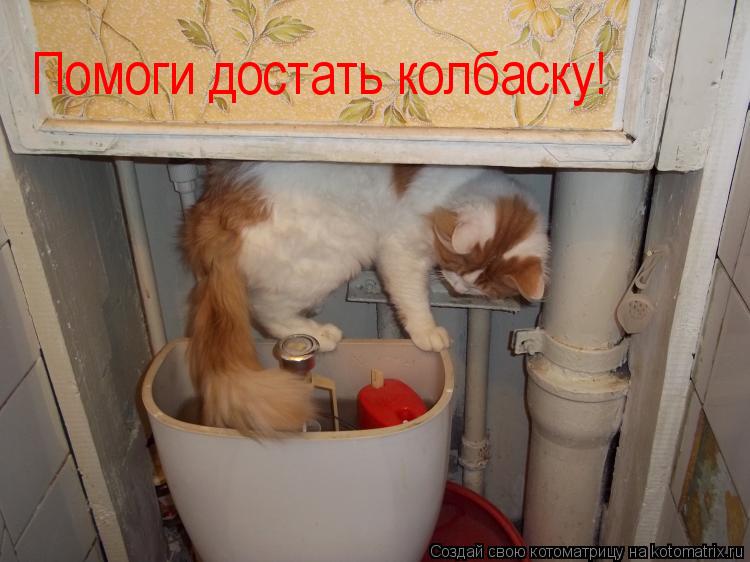 Котоматрица: Помоги достать колбаску!