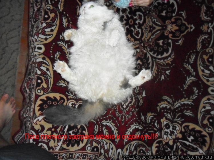 Котоматрица: Посе плотного завтрака можно и отдохнуть!!!!