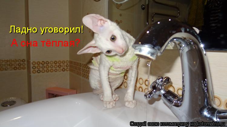 Котоматрица: Ладно уговорил! А она тёплая?