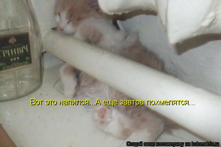 Котоматрица: Вот это напился...А еще завтра похмелятся...