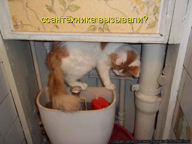 Котоматрица: ссантехника вызывали?