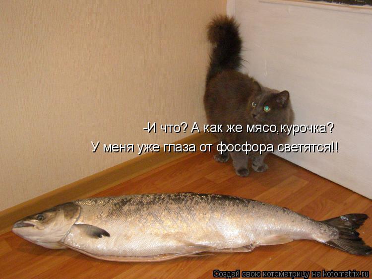 Котоматрица: -И что? А как же мясо,курочка? У меня уже глаза от фосфора светятся!!