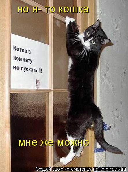Котоматрица: но я- то кошка мне же можно