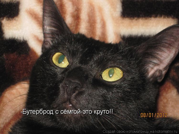 Котоматрица: -Бутерброд с сёмгой-это круто!!