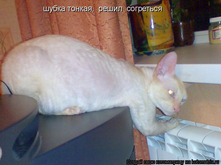 Котоматрица: шубка тонкая,  решил  согреться