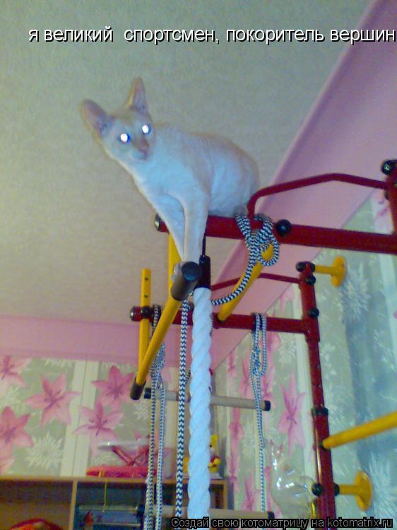 Котоматрица: я великий  спортсмен, покоритель вершин!