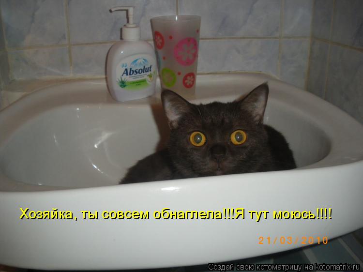 Котоматрица: Хозяйка, ты совсем обнаглела!!!Я тут моюсь!!!!