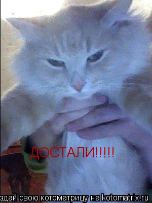 Котоматрица: ДОСТАЛИ!!!!!