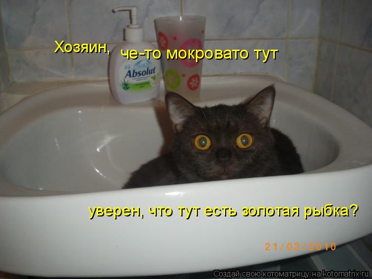 Котоматрица: че-то мокровато тут Хозяин, уверен, что тут есть золотая рыбка?