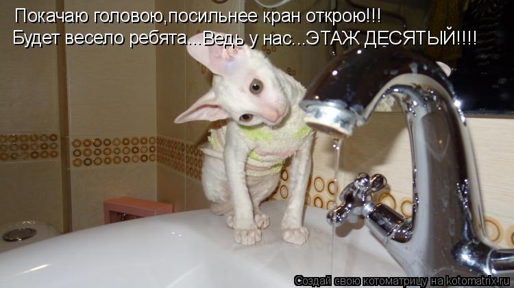 Котоматрица: Покачаю головою,посильнее кран открою!!! Будет весело ребята... Ведь у нас...ЭТАЖ ДЕСЯТЫЙ!!!!