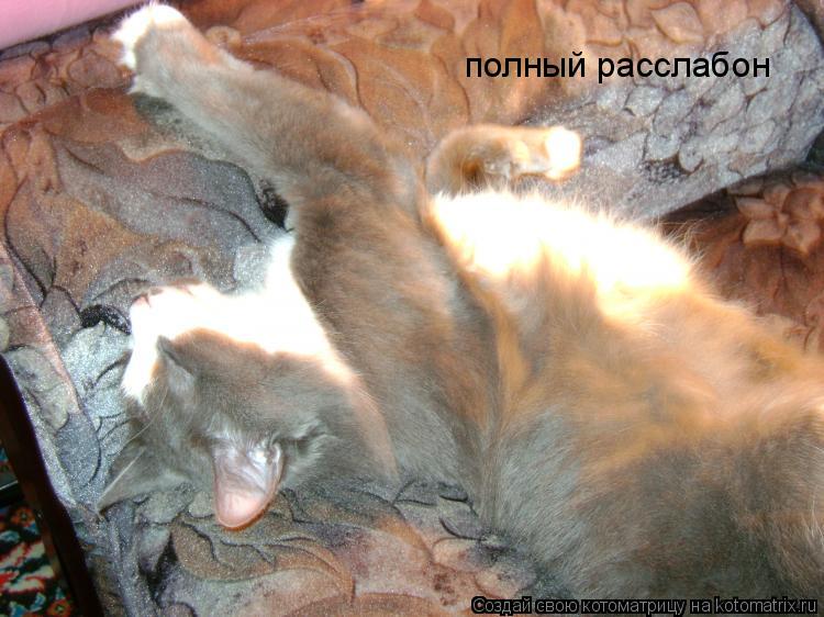 Котоматрица: полный расслабон