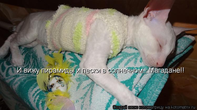Котоматрица: И вижу пирамиды и пески в солнечном...Магадане!!