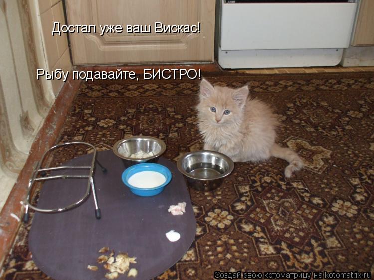 Котоматрица: Достал уже ваш Вискас! Рыбу подавайте, БИСТРО!