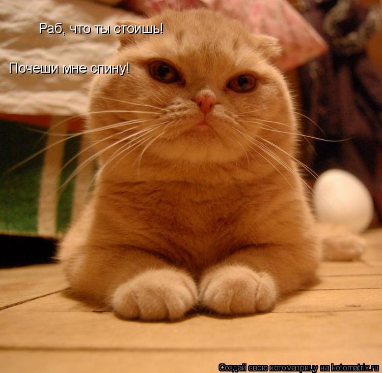 Котоматрица: Раб, что ты стоишь! Почеши мне спину!