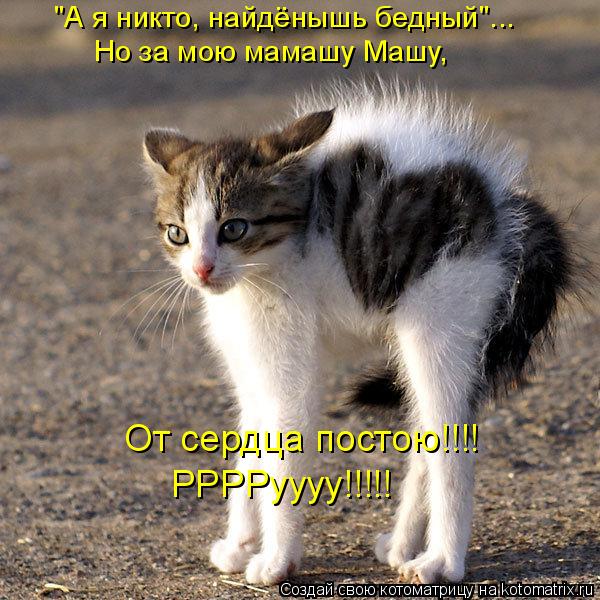 Котоматрица: "А я никто, найдёнышь бедный"... Но за мою мамашу Машу, От сердца постою!!!! РРРРуууу!!!!!