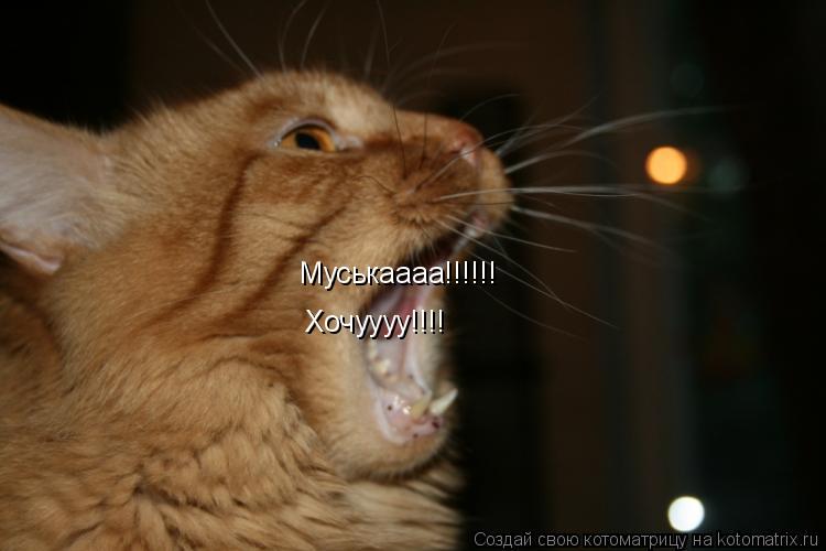 Котоматрица: Муськаааа!!!!!! Хочуууу!!!!