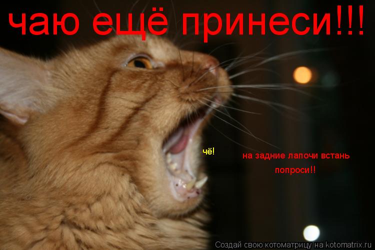 Котоматрица: чаю ещё принеси!!! на задние лапочи встань попроси!! чё!
