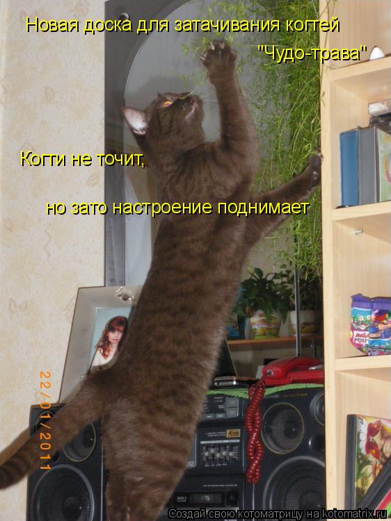 Котоматрица: Новая доска для затачивания когтей  "Чудо-трава" Когти не точит,  но зато настроение поднимает