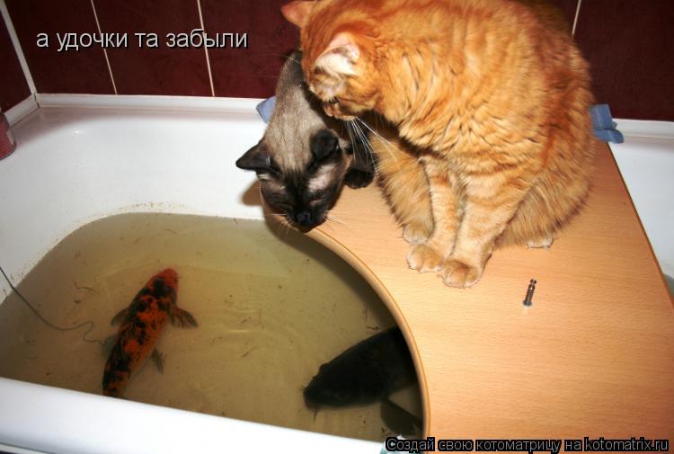 Котоматрица: а удочки та забыли