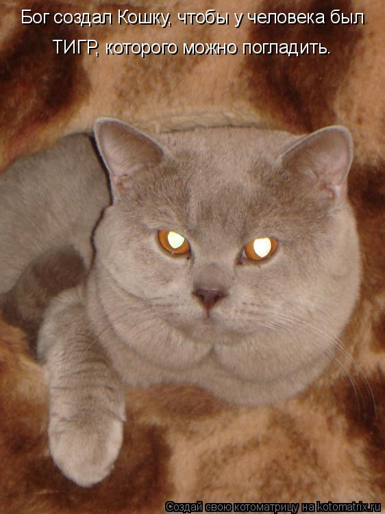Котоматрица: Бог создал Кошку, чтобы у человека был   ТИГР, которого можно погладить.