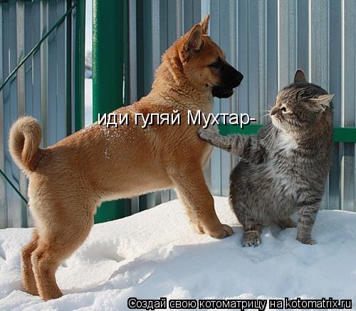 иди гуляй Мухтар-... Котоматрица: иди гуляй Мухтар-