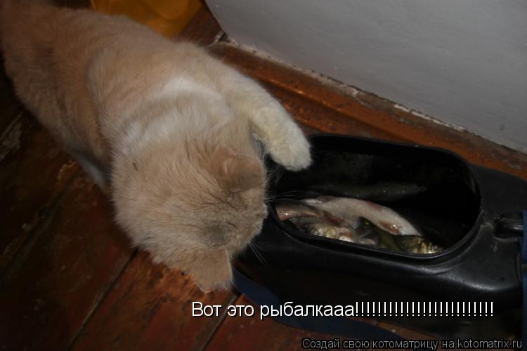 Котоматрица: Вот это рыбалкааа!!!!!!!!!!!!!!!!!!!!!!!!!