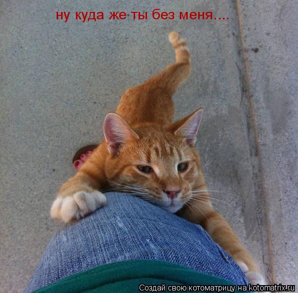 Котоматрица: ну куда же ты без меня....