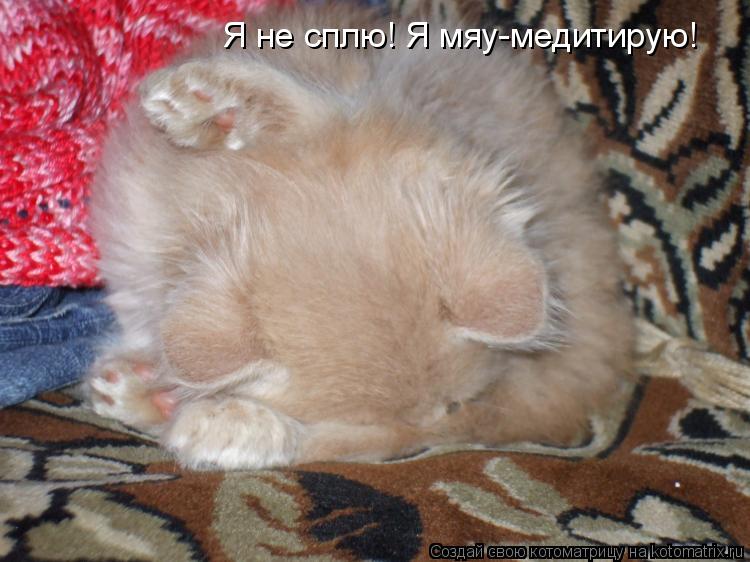 Котоматрица: Я не сплю! Я мяу-медитирую!