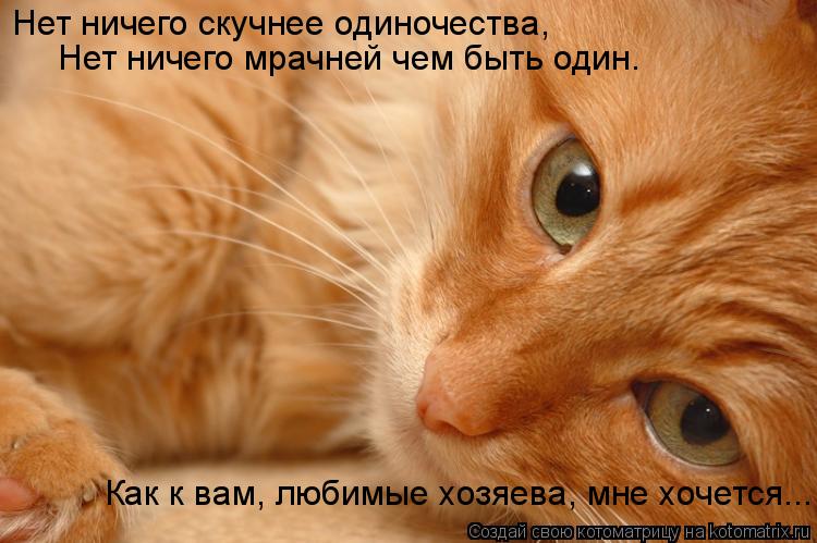 Котоматрица: Нет ничего скучнее одиночества, Нет ничего мрачней чем быть один. Как к вам, любимые хозяева, мне хочется...