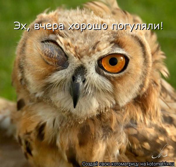 Котоматрица: Эх, вчера хорошо погуляли!