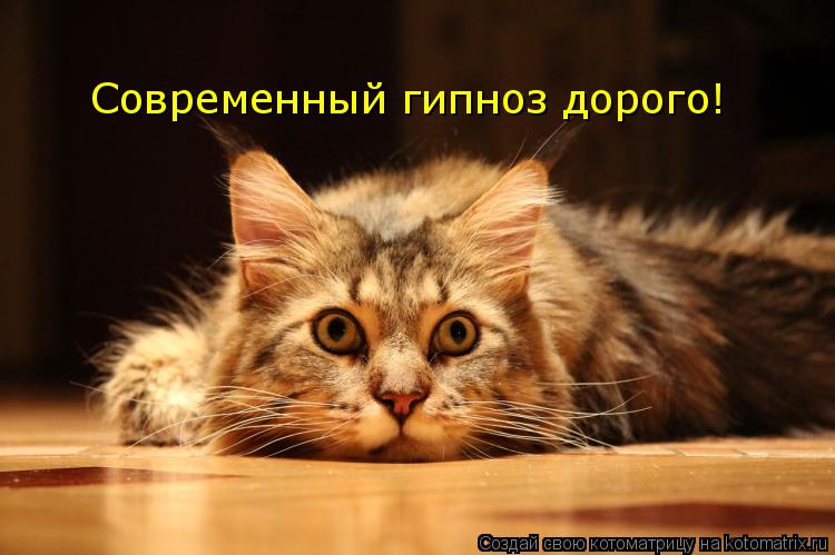 Котоматрица: Современный гипноз дорого!