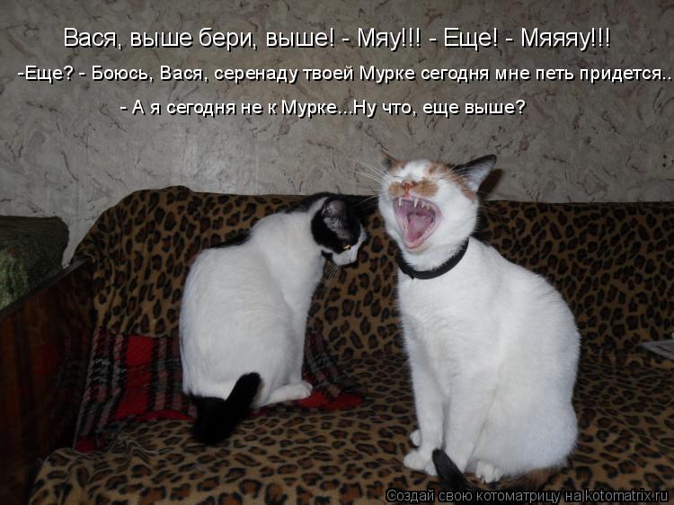 Котоматрица: Вася, выше бери, выше! - Мяу!!! - Еще! - Мяяяу!!! -Еще? - Боюсь, Вася, серенаду твоей Мурке сегодня мне петь придется... - А я сегодня не к Мурке...Ну