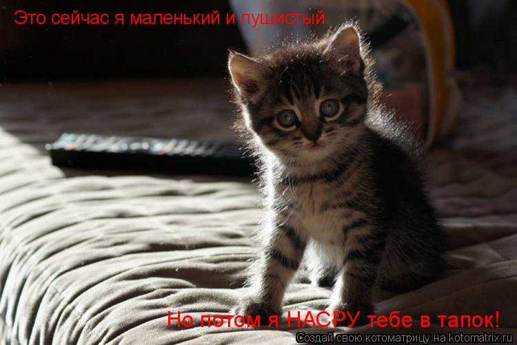 Котоматрица: Это сейчас я маленький и пушистый Но потом я НАСРУ тебе в тапок!