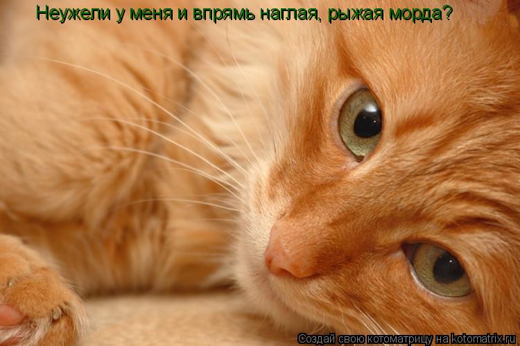 Котоматрица: Неужели у меня и впрямь наглая, рыжая морда?