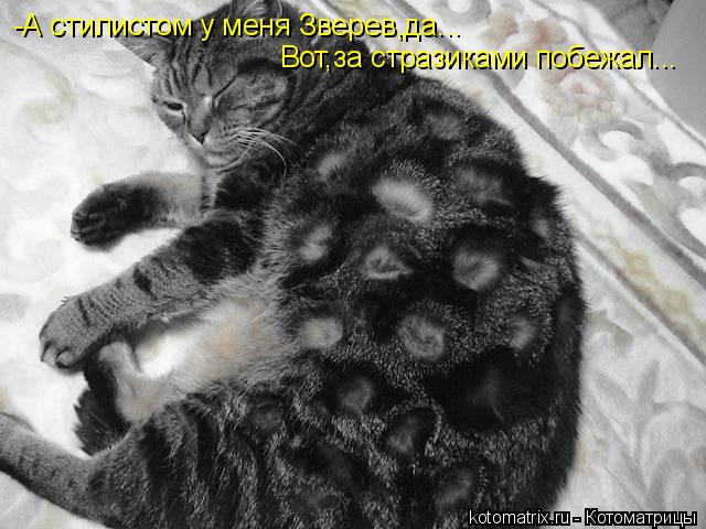 Котоматрица: -А стилистом у меня Зверев,да... Вот,за стразиками побежал...