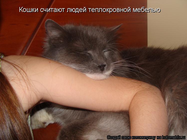 Котоматрица: Кошки считают людей теплокровной мебелью